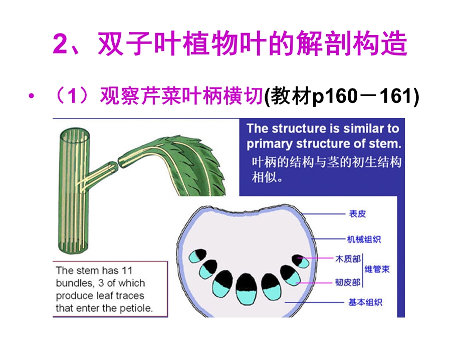 实验九叶的形态与结构.ppt_第3页