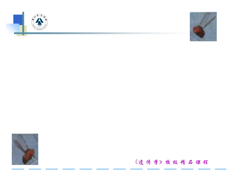 实验六果蝇的单因子杂交实验.ppt_第2页