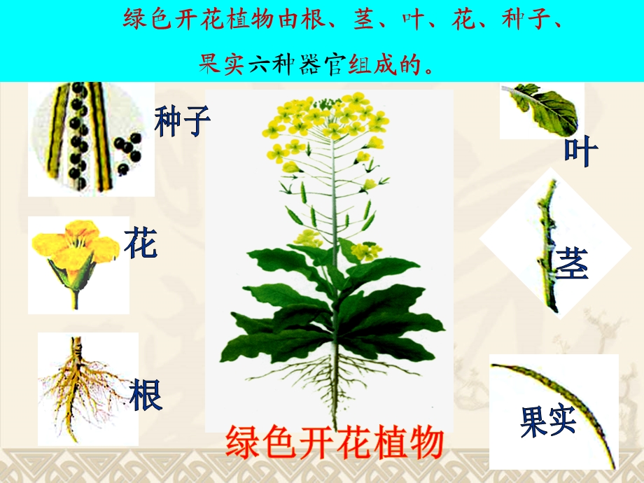 多细胞生物体的结构层次2.ppt_第3页