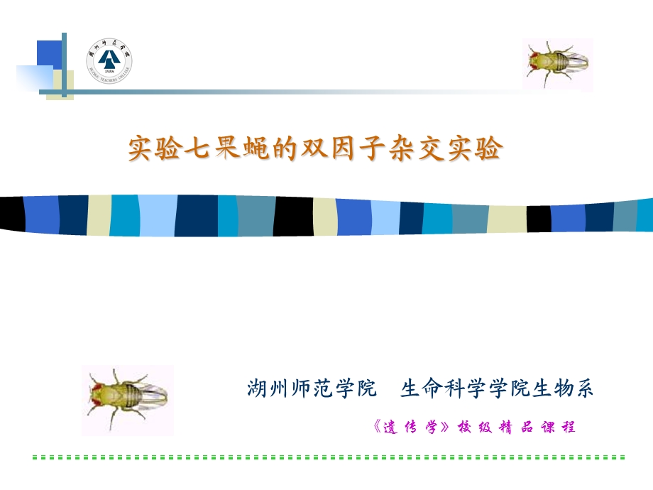 实验七果蝇的双因子杂交实验.ppt_第1页