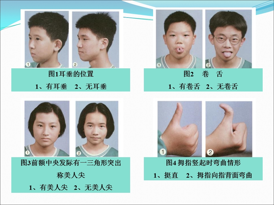 孟德尔的豌豆杂交实验课件(人教版必修II).ppt_第2页