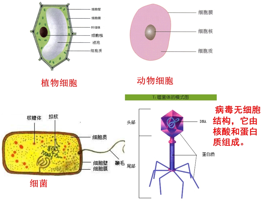 复习第一章细胞的分子组成.ppt_第3页