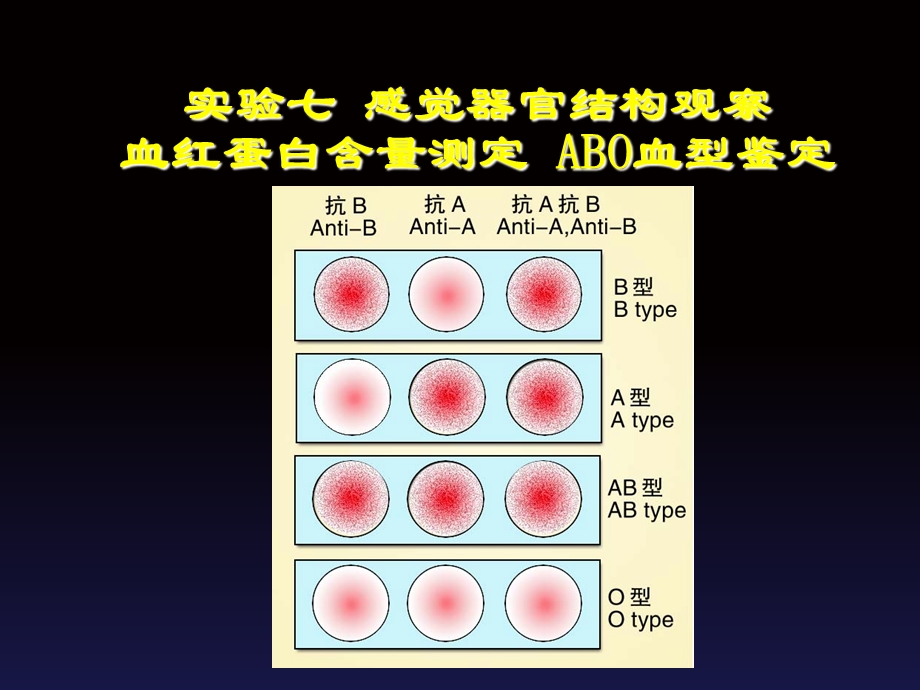 实验7感觉器官结构观察血蛋白含量测定血型鉴定.ppt_第2页