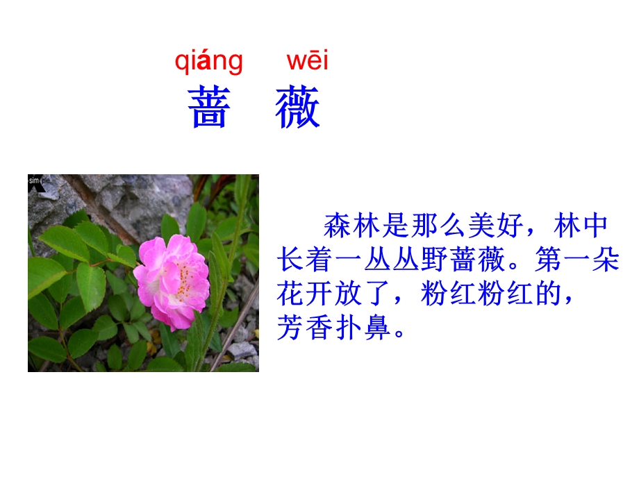 妈妈我不是最弱小的课件(沪教版三年级语文下册课件).ppt_第3页