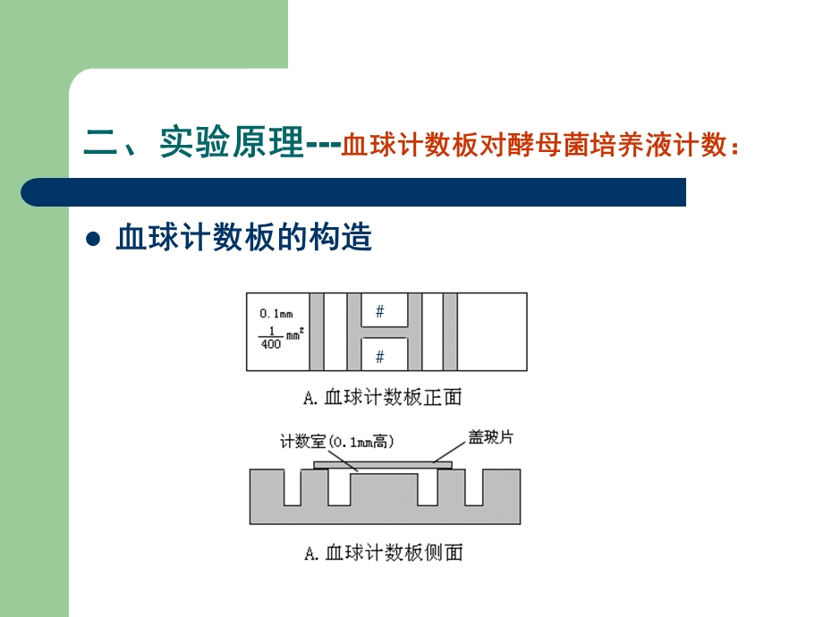 实验五微生物的大小和数量的测定.ppt_第3页