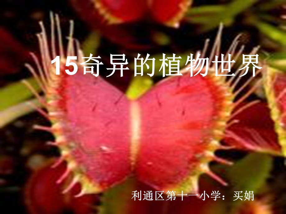 奇异的植物世界参赛.ppt_第1页