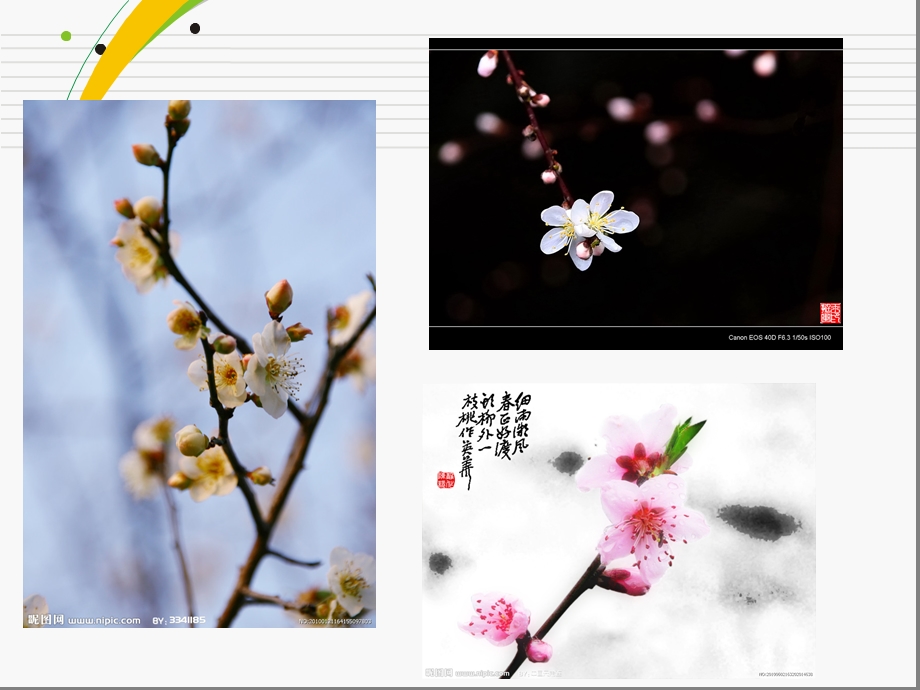 古诗四首花中四君子.ppt_第3页