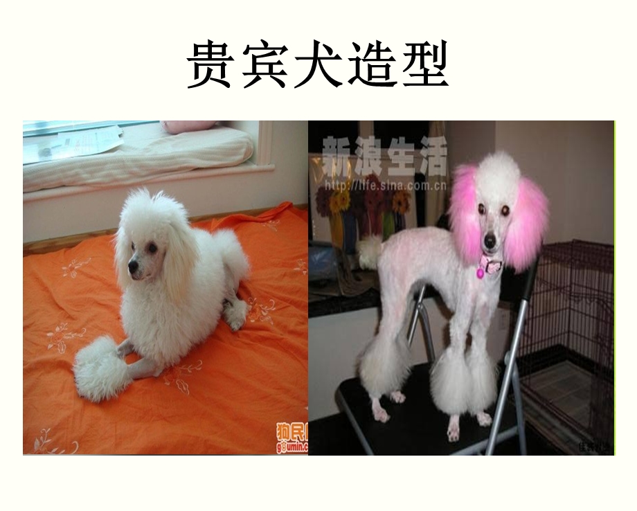 宠物犬代表品种造型.ppt_第2页