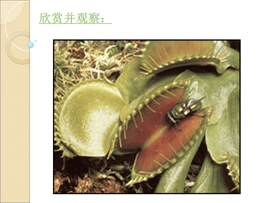 植物生命活动的调节(两课时).ppt_第3页