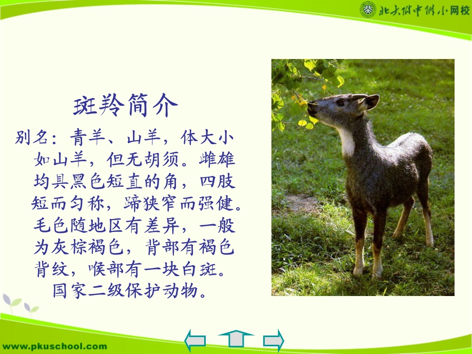 斑羚飞渡-新人教.ppt_第2页