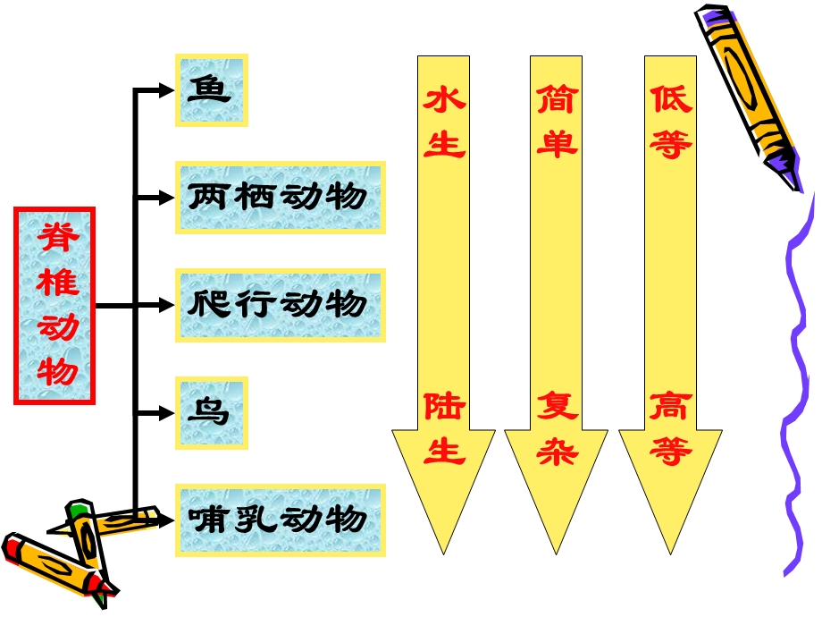 常见的动物(第3课时).ppt_第3页