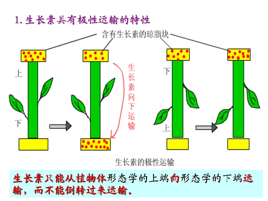 植物生命活动的调节2(生长素的特性).ppt_第2页