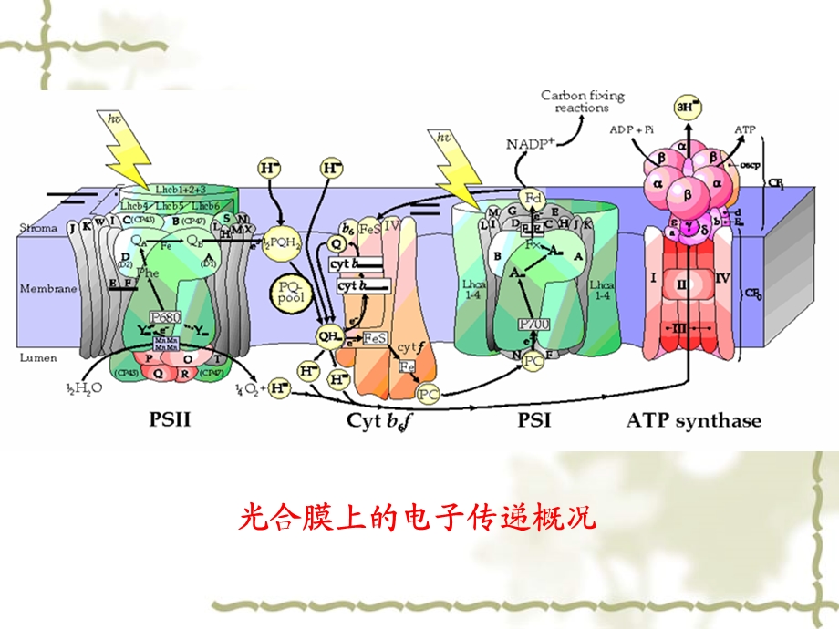 植物生理实验七电子传递实验Da.ppt_第3页