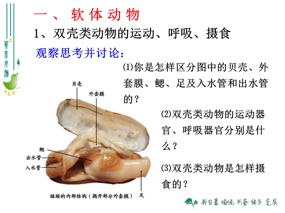 新人教版八年级上软体动物和节肢动物.ppt_第3页