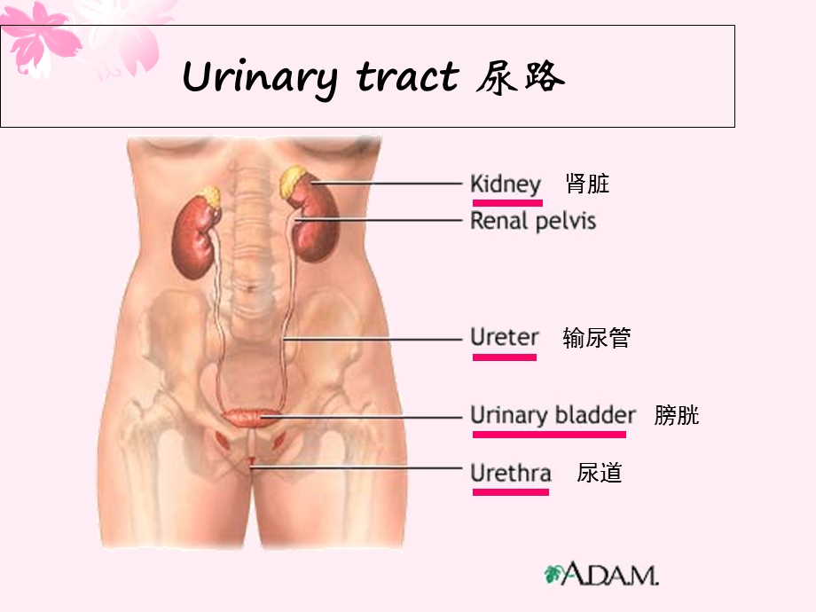 尿路感染中英双语.ppt_第3页