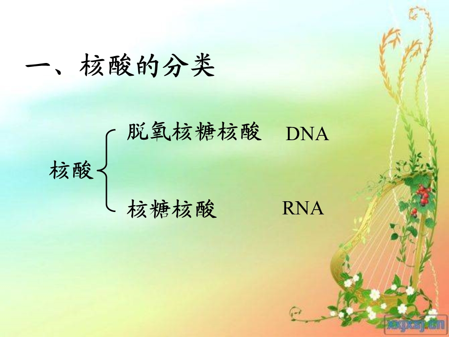 核酸的结构和功能(中).ppt_第3页