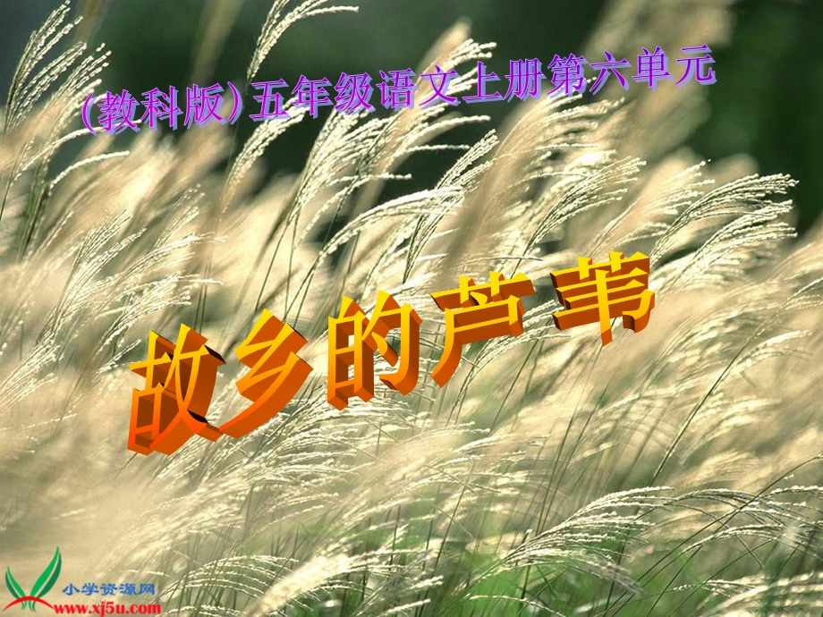 教科版)五年级语文上册课件故乡的芦苇.ppt_第1页