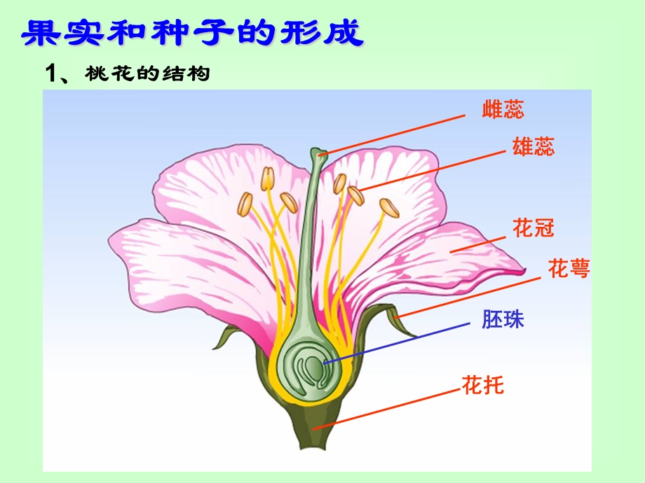 植物生殖方式的多样性(第1课时).ppt_第3页