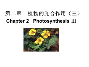 植物的光合作用no2c.ppt