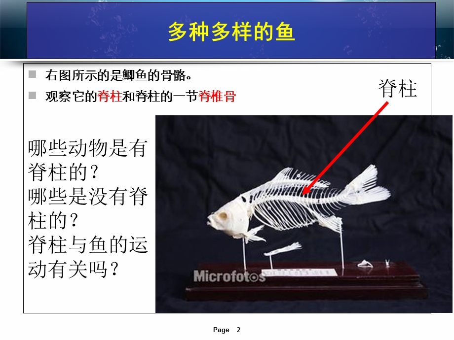 新人教版生物第五单元第一章第四节鱼.ppt_第2页