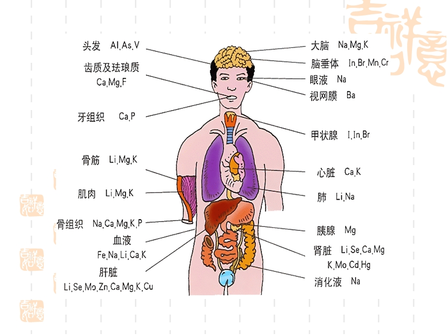 我们的身体与细胞.ppt_第2页