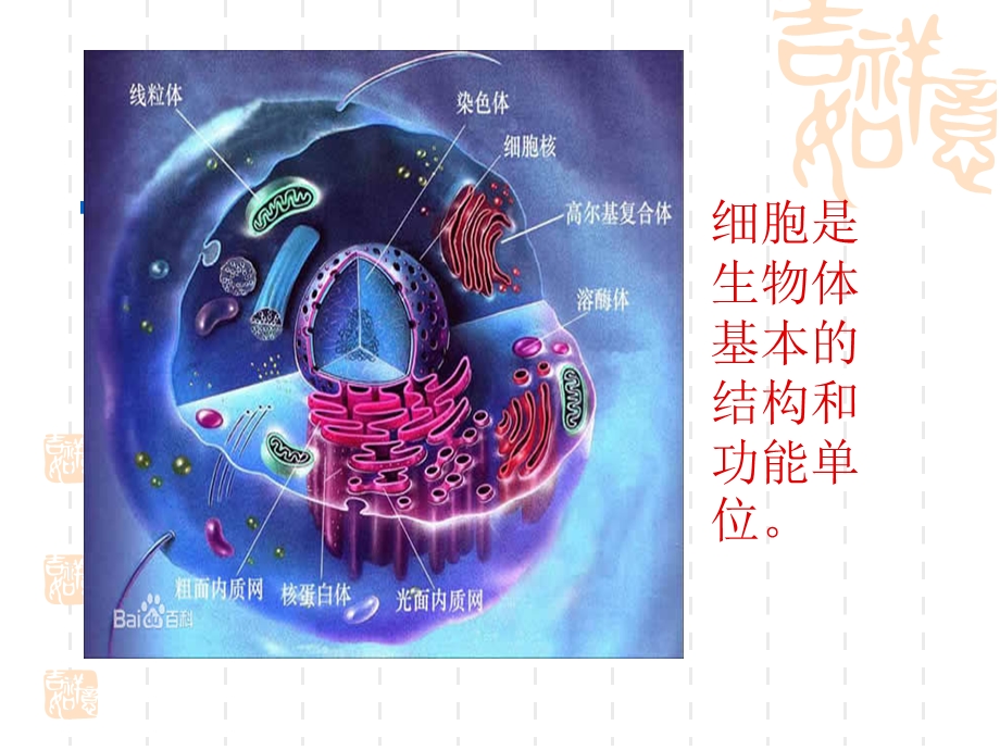 我们的身体与细胞.ppt_第3页