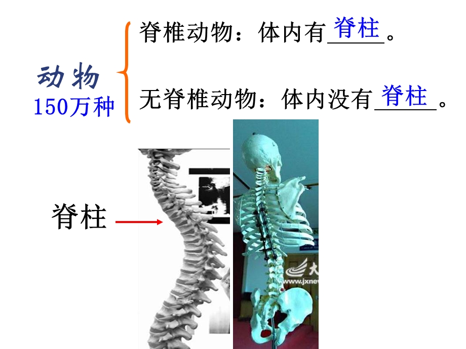 水中生活的动物陈美娣.ppt_第2页