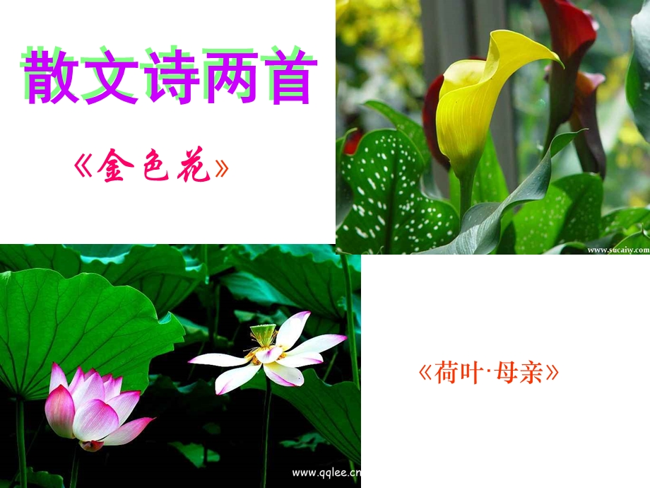 散文诗两首《金色花》ppt课件.ppt_第3页