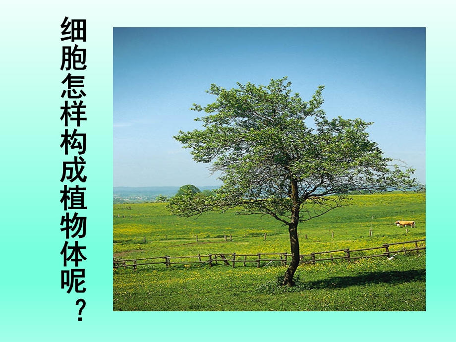 植物体的结构层次课件人教新课标.ppt_第3页