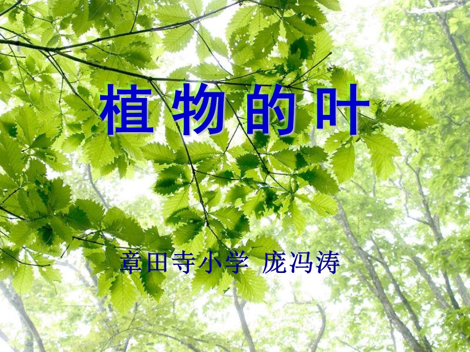 教科版科学三年级上册植物的叶4.ppt_第1页