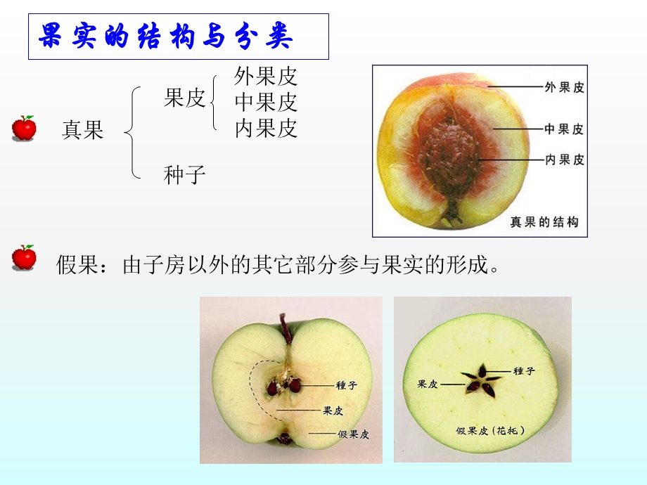 果实的结构PPT(首师大版)四年级下册科学.ppt_第2页