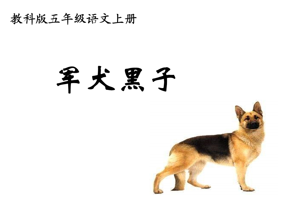 教科版五年级上册军犬黑子.ppt_第1页