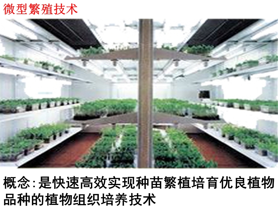 植物细胞工程的实际应用(共26张PPT).ppt_第3页