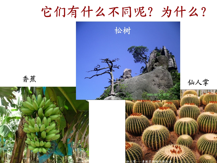 教科版小学科学六年级上册第四单元《原来是相互关联的》课件.ppt_第3页