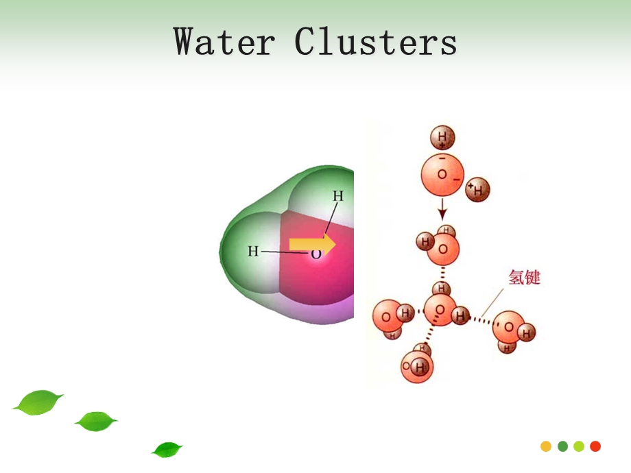 水分子簇对蛋白质结构功能的影响.ppt_第2页