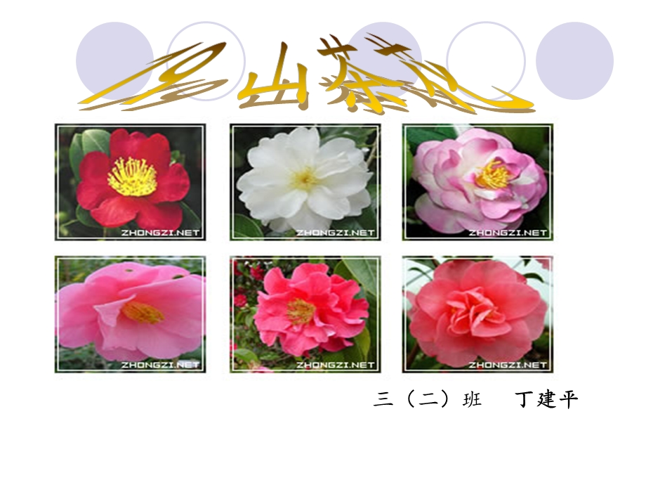 小学语文三年级山茶花.ppt_第1页