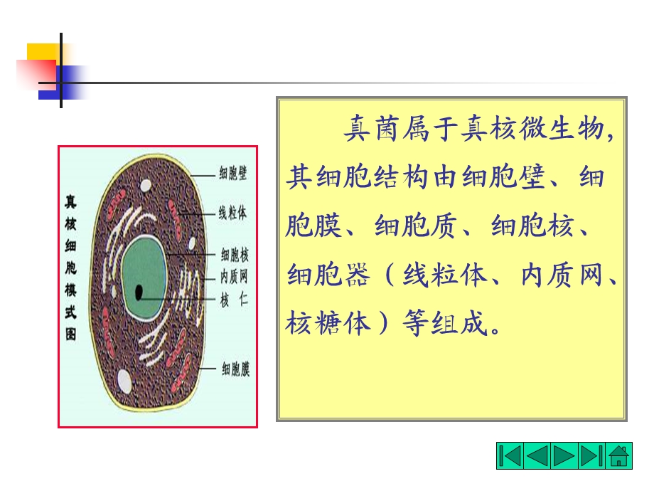 微生物形态-酵母菌.ppt_第2页