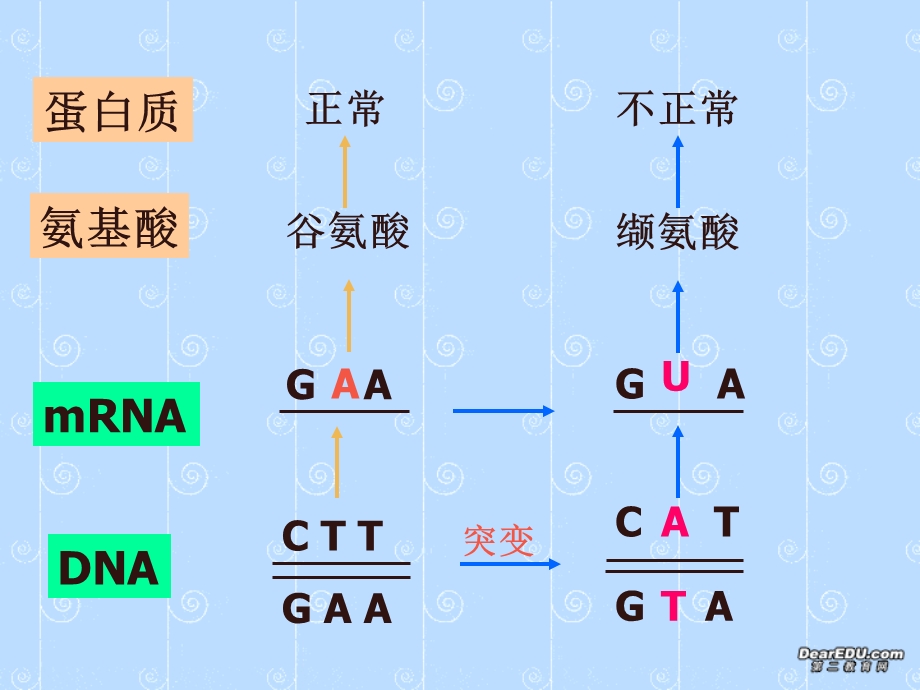 新课标人教必修版高一生物基因突变基因重组.ppt_第3页