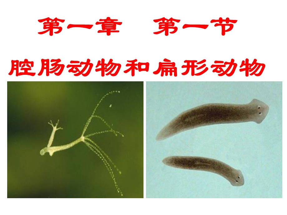 新人教版八年级生物上册《第一章第一节腔肠动物和扁形动物》.ppt_第1页