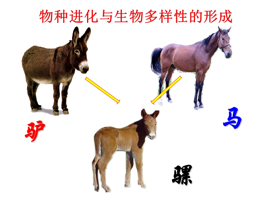 生物进化与生物多样性的形成.ppt_第2页