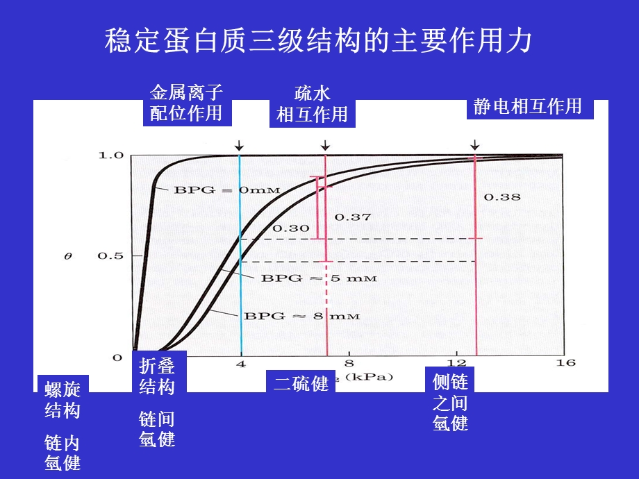 蛋白质结构与功能ppt.ppt_第2页