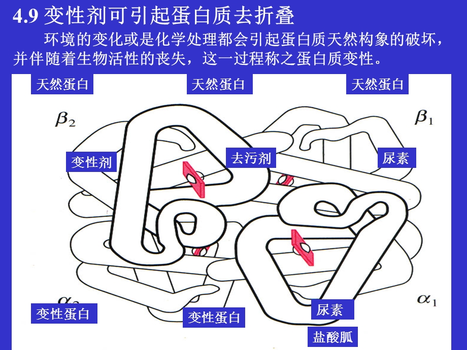 蛋白质结构与功能ppt.ppt_第3页