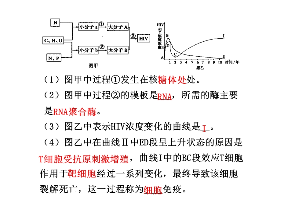 规范答题13有关免疫知识综合.ppt_第2页