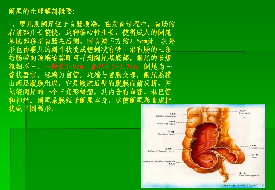 阑尾炎超声诊断王建军.ppt_第2页