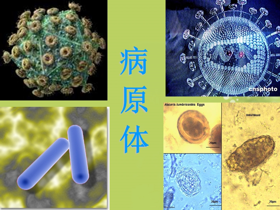 生物下册《传染病及其预防》课件苏教版.ppt_第3页