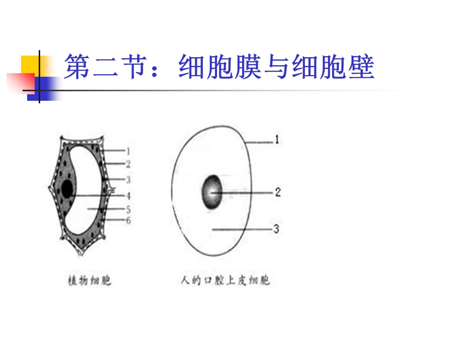 浙科生物必修第二章细胞膜与细胞壁.ppt_第1页