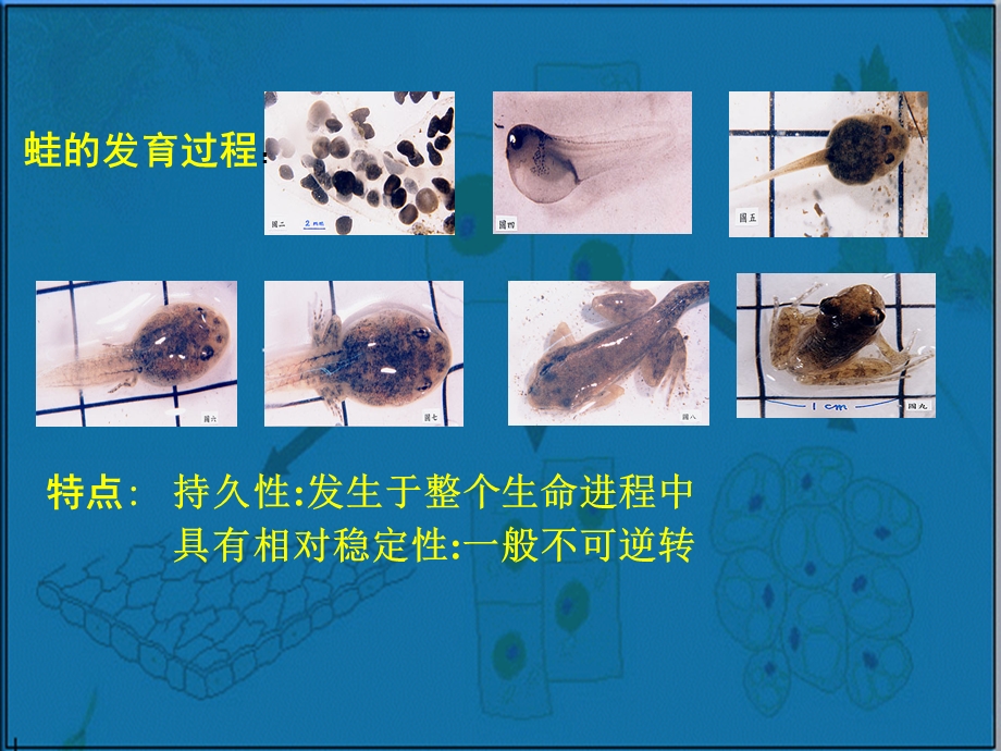 细胞的分化癌变课件高一生物.ppt_第3页