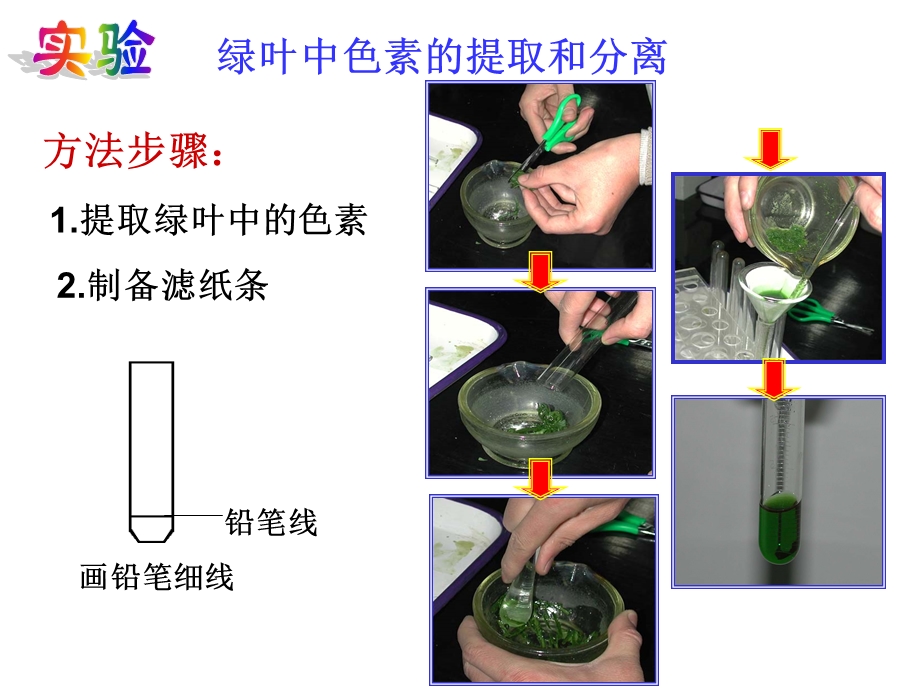 能量之源-光与光合作用(三课时).ppt_第3页