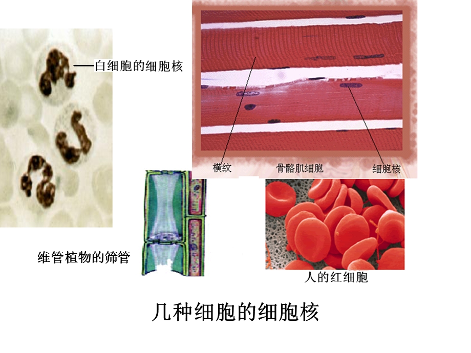 细胞核与原核细胞.ppt_第2页