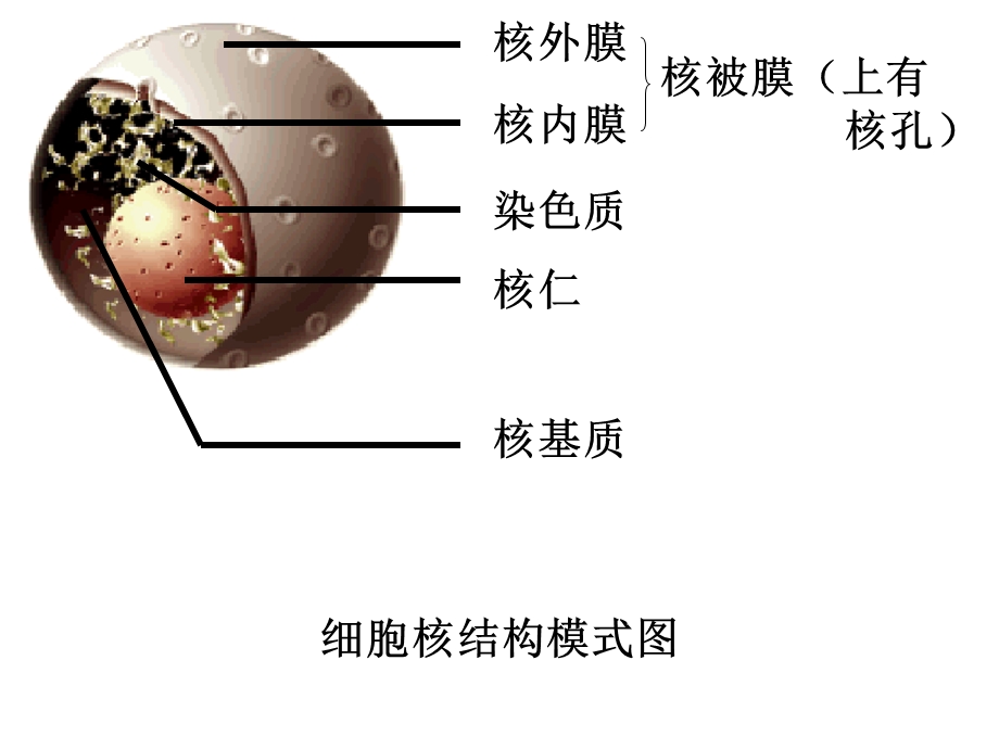 细胞核与原核细胞.ppt_第3页